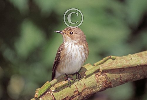 Spotted Flycatcher DM0812